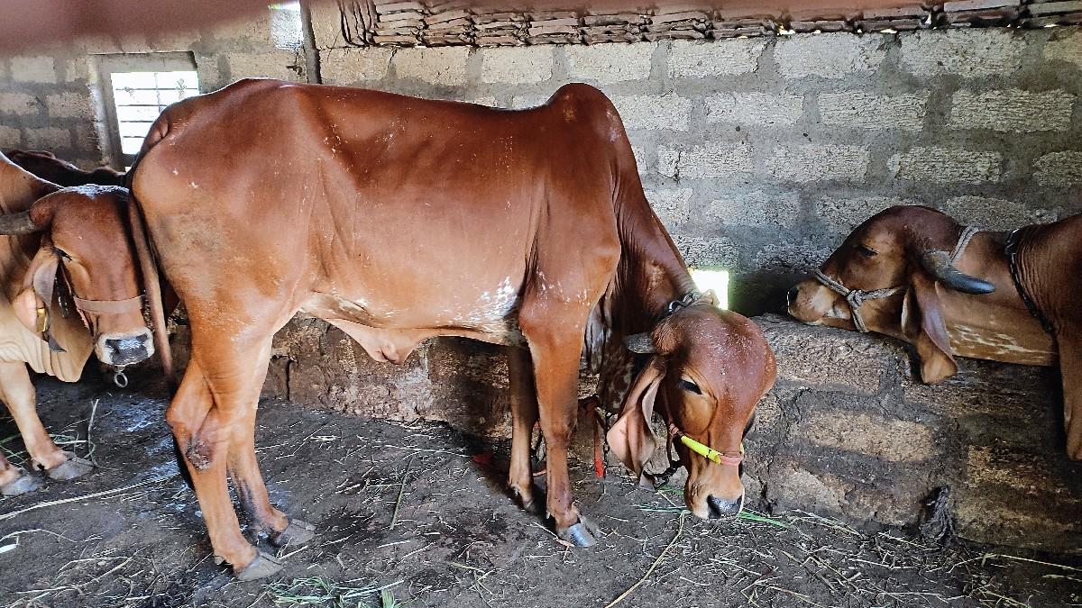 ગીર હોડકી વેચવાની છે