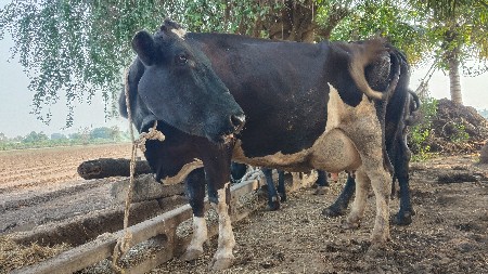 થંબનેલ 2