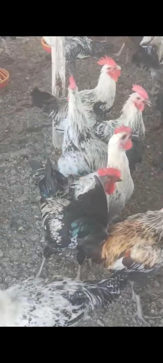 થંબનેલ 3