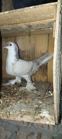 થંબનેલ 2