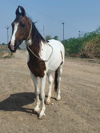 थंबनेल 2