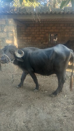 थंबनेल 2