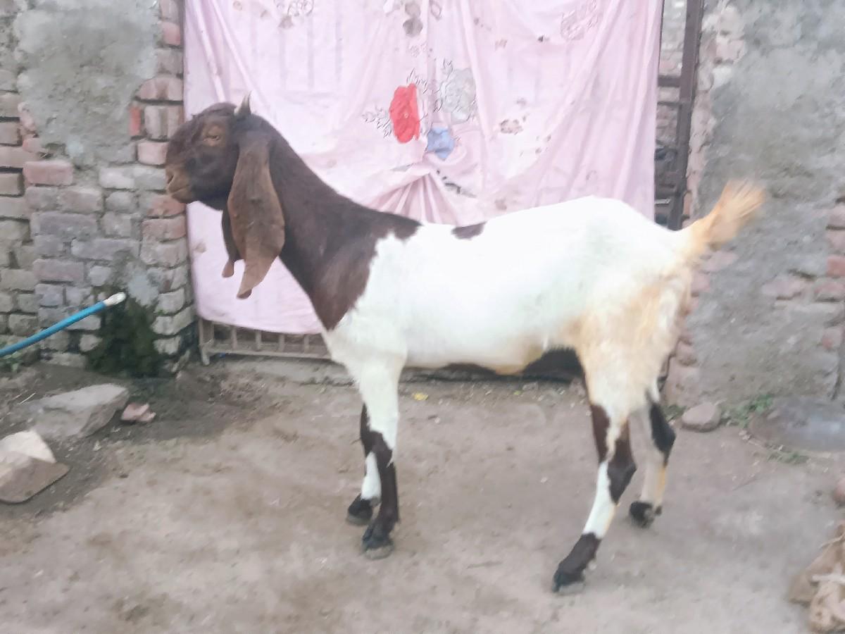 थंबनेल 2