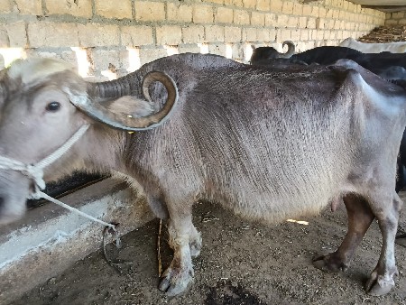 ત્રણ ભેંસો વેચવાની છે