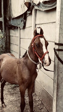 વશેરો દેવા નો સે