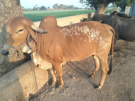 થંબનેલ 3