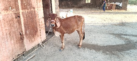 थंबनेल 3