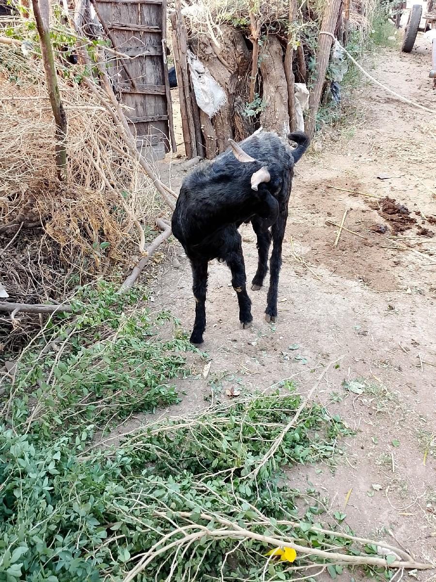 થંબનેલ 3