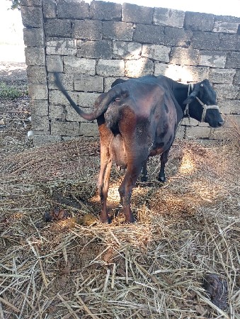 थंबनेल 1