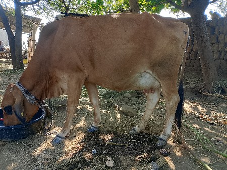 વેશવાનીસે