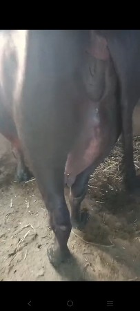 29 દિવસ ની વિયાણેલી છે