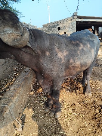 થંબનેલ 2