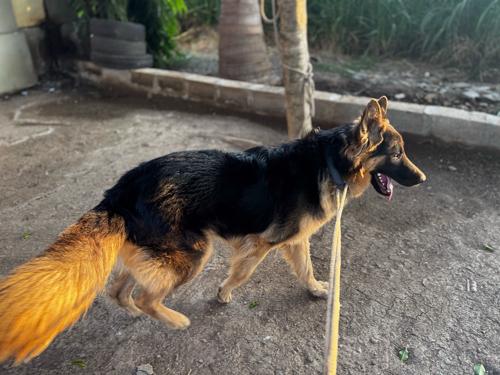 JERMAN SHEFERD KUTRO VECHVANO SE LEVO HOY AEJ MSG AND CALL KRE