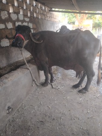 थंबनेल 3