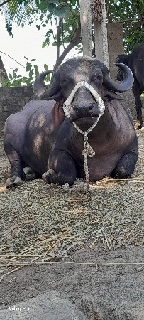 ખડેલી વેસવાની છે વેતર 2