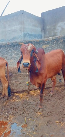 થંબનેલ 3