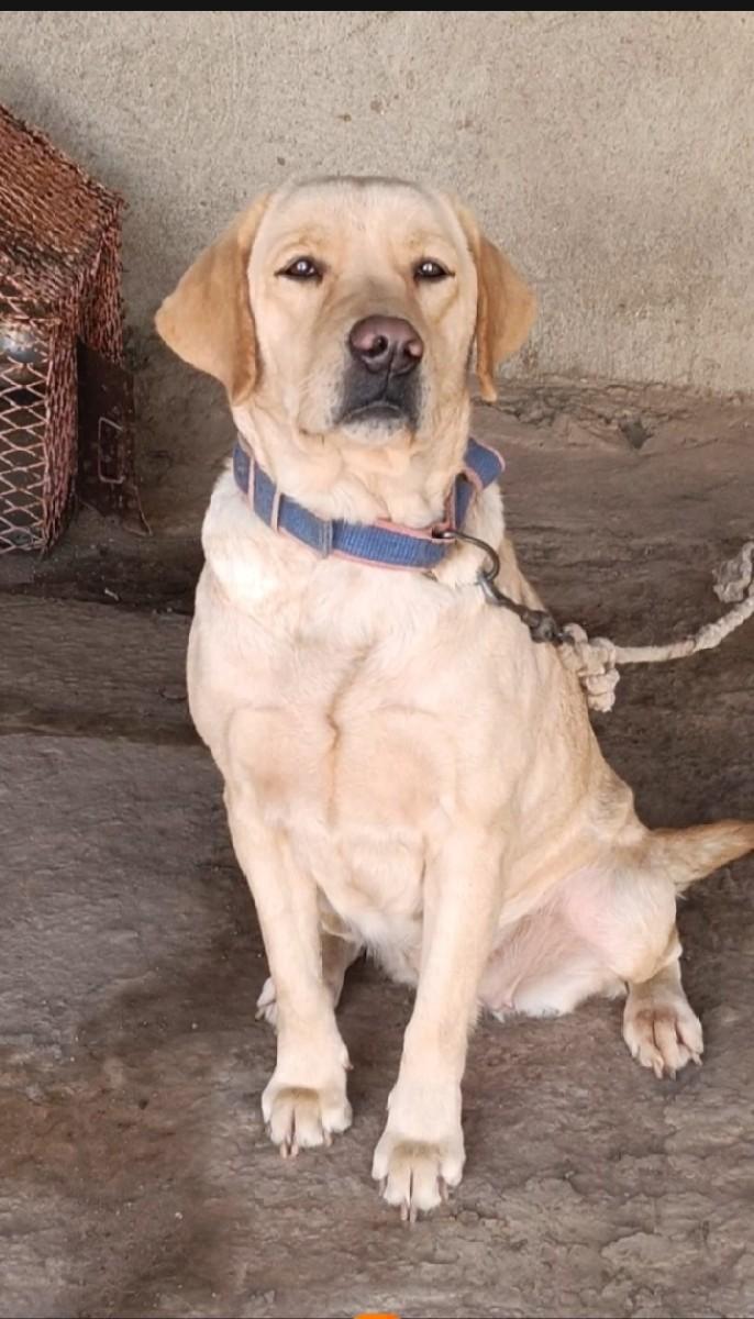 આ લેબ વેચવા માટે છે