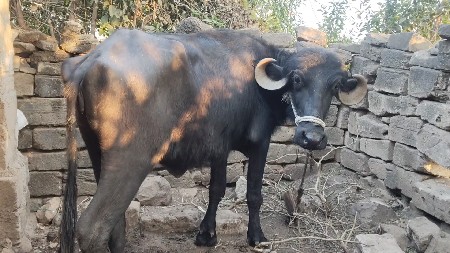 થંબનેલ 3