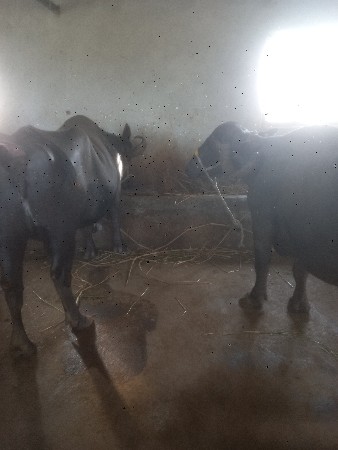 banne vesvani 6 4 4 litar dudh