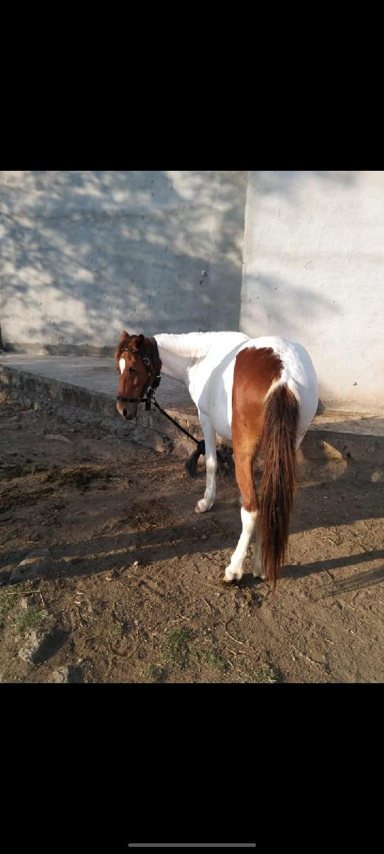 थंबनेल 1