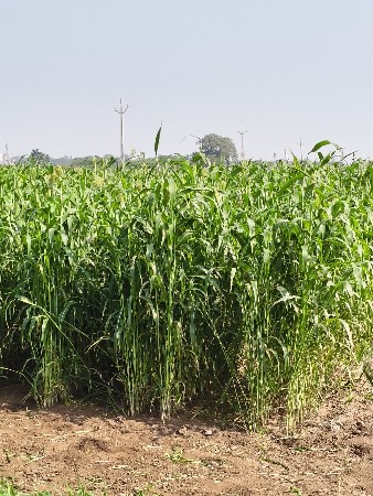 થંબનેલ 3