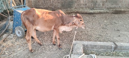 थंबनेल 1