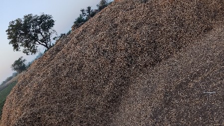 mandvino palo vechavano che