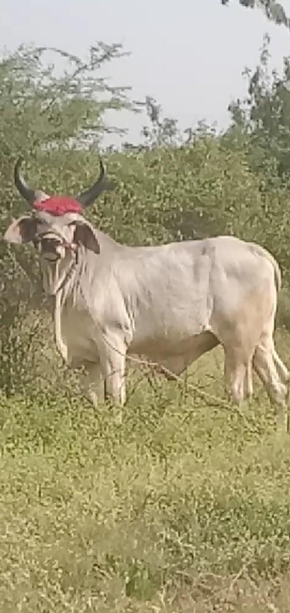 थंबनेल 2