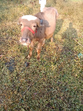 थंबनेल 3