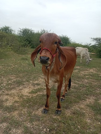 थंबनेल 3