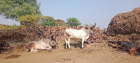 ગોઢલા વેચવાના છે