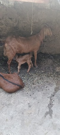 थंबनेल 2