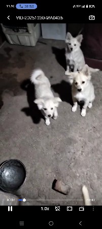 પામોલીયન એક મેલ બે ફિમેલ