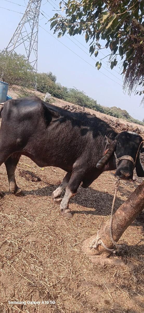 ભેંસ છે ત્રીજું વેતર વ્યાસે