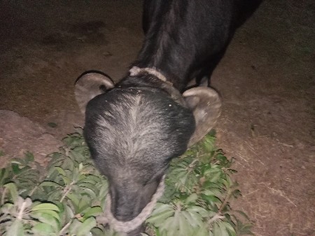 1 વેતરી ખડેલી