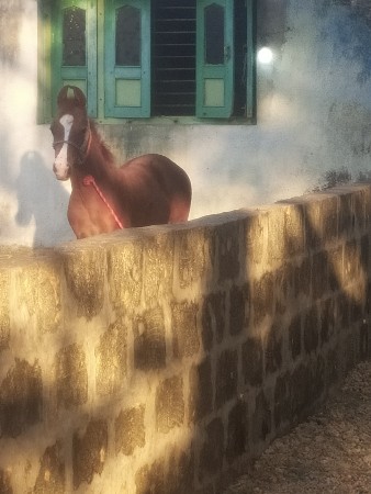 kodin V Cheri bechwani hai Porbanda