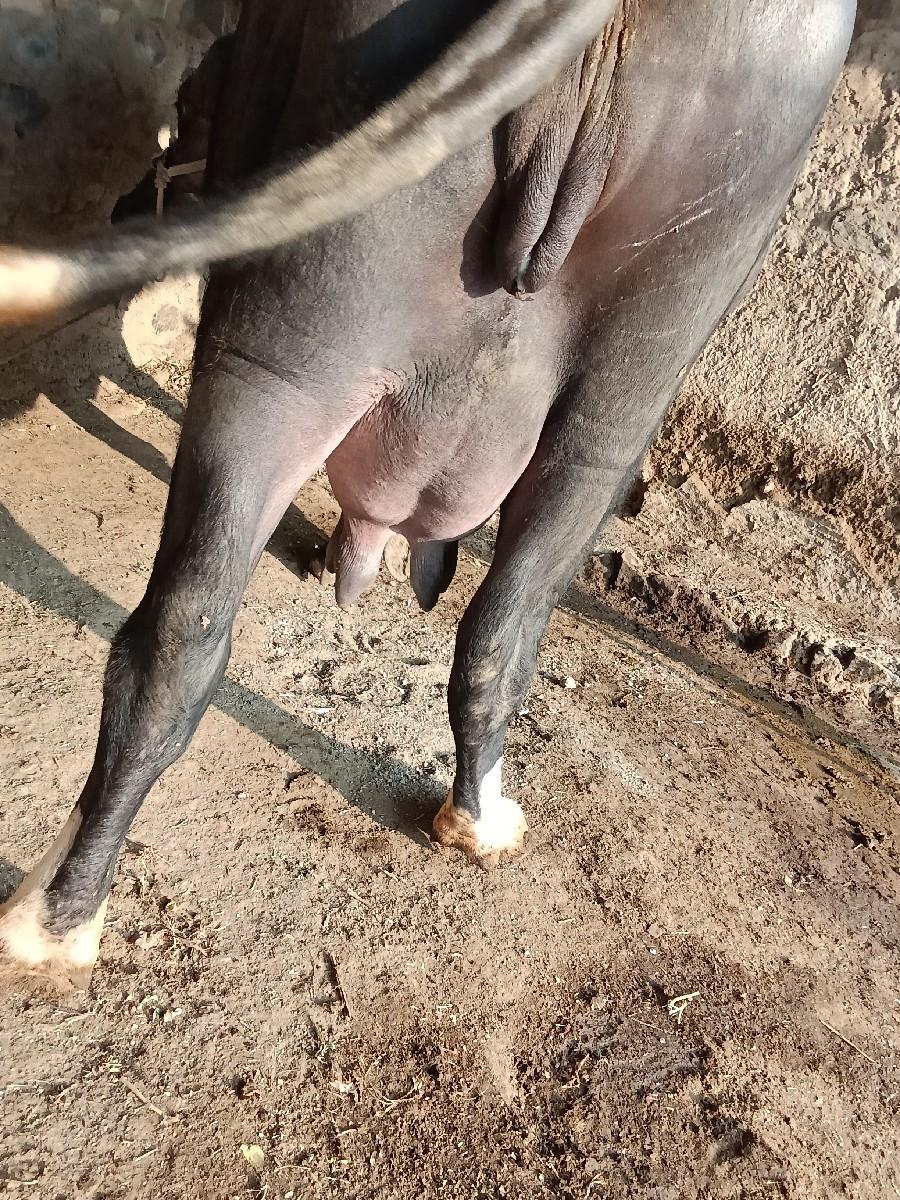 ભેંસ વેચવાની છે