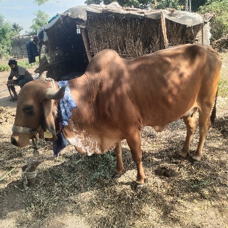 આ ગાય વેસવાની સે 7,8, દિવસ ની