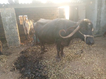 थंबनेल 3