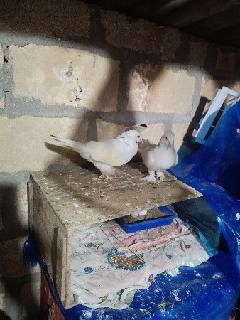 moja wali Jodi egg chalu