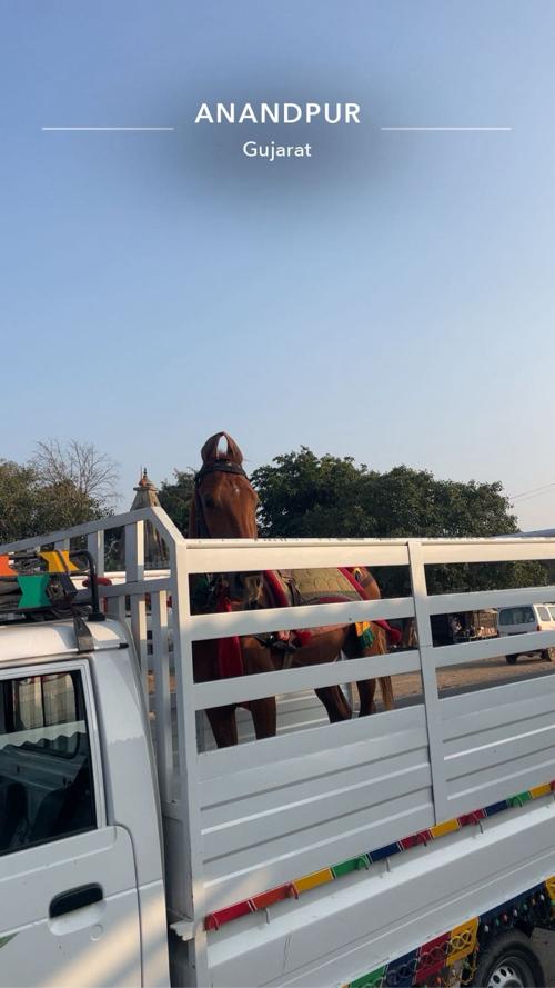 ઘોડો વેસવા નોસે 3 વરસ નો સે