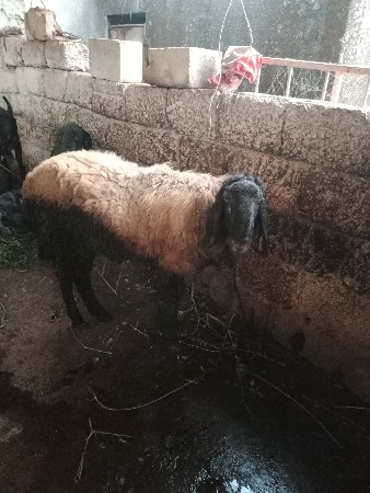 થંબનેલ 2