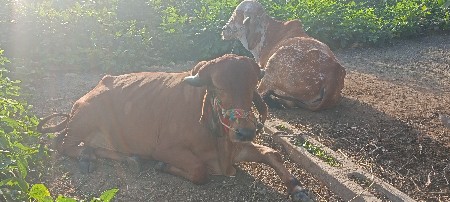 थंबनेल 2