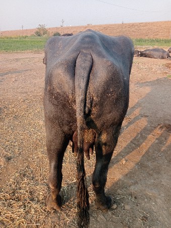 થંબનેલ 2