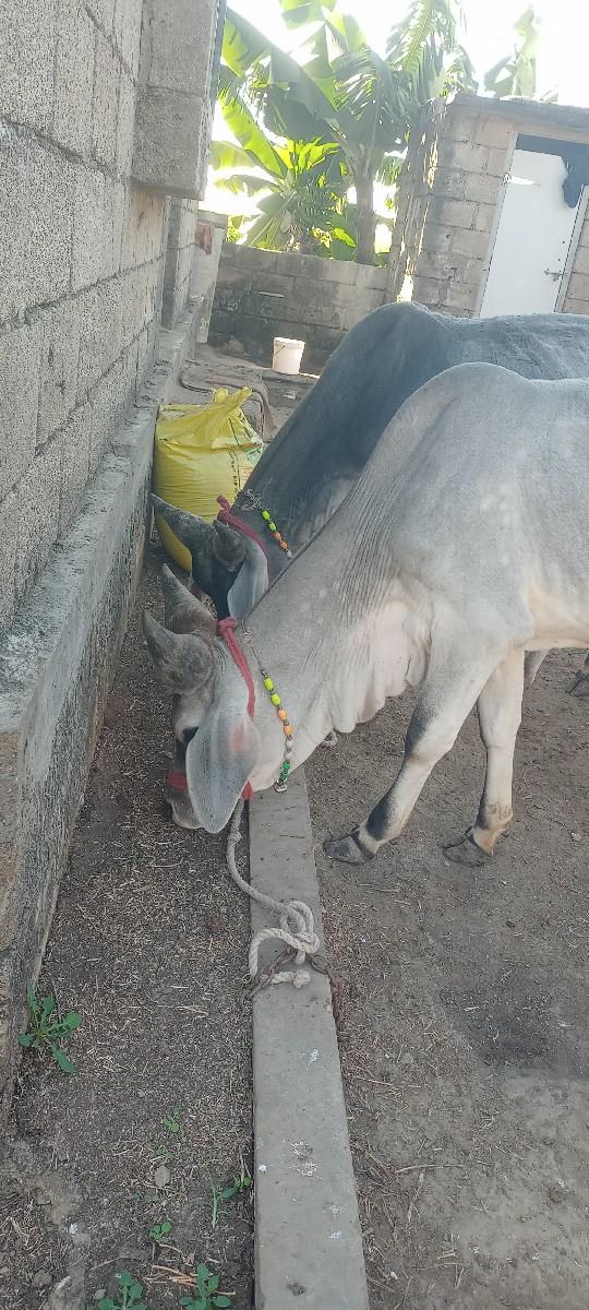 थंबनेल 2