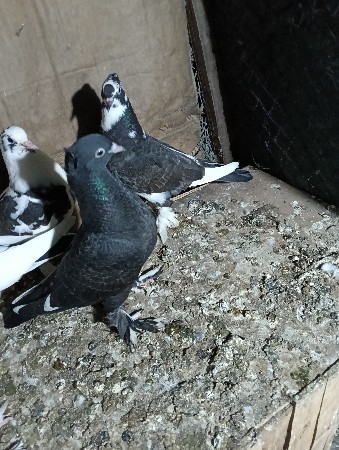 કબુતર પટ્ટા