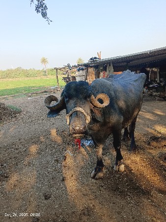 ભેંસ વેચવાની છે