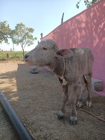 थंबनेल 3