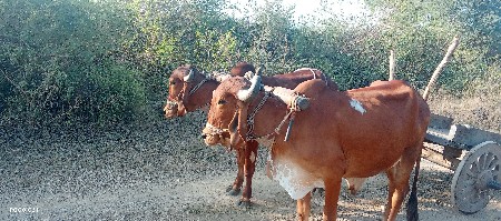 ગોઢલા વેચવાના છે