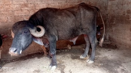 પાડો વેચવાનો છે